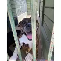 Foto dell\'animale Com.di Giugliano in Camp. - 380260002777900