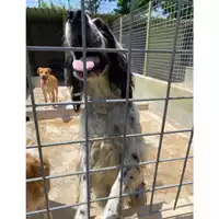 Foto dell\'animale Com.di Giugliano in Camp. - 380260043825312