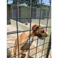 Foto dell\'animale Com.di Giugliano in Camp. - 380260044001326