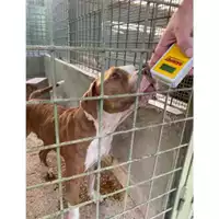 Foto dell\'animale Com.di Giugliano in Camp. - 380260045059903