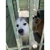 Foto dell\'animale Com.di Giugliano in Camp. - 380260044487618