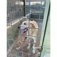 Foto dell\'animale Com.di Giugliano in Camp. - 380260045059969