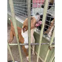 Foto dell\'animale Com.di Giugliano in Camp. - 380260045065932