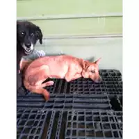 Foto dell\'animale Comune di Grazzanise - 380260101335997