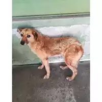 Foto dell\'animale Comune di Grazzanise - 380260010216588