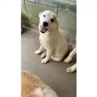 Foto dell\'animale Comune di Marigliano - 380260044905688