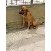 Foto dell\'animale Comune di Marigliano - 380260044782977