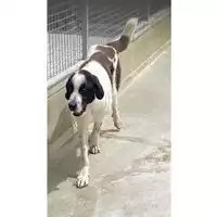 Foto dell\'animale Comune di Marigliano - 380260040500568