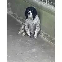 Foto dell\'animale Comune di Marigliano - 380260044863003