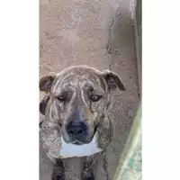 Foto dell\'animale Comune di Marigliano - 380260043963750