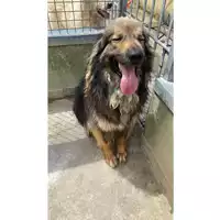 Foto dell\'animale Comune di Marigliano - 380260170020716