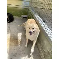 Foto dell\'animale Comune di Marigliano - 380260042392880